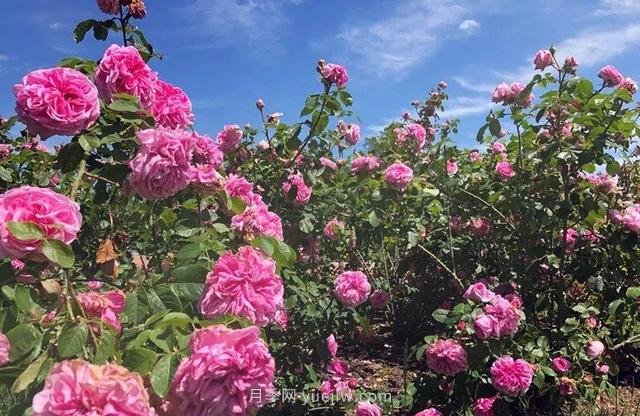 淮安初夏，從一場(chǎng)驚艷的月季花海開始！(圖6)