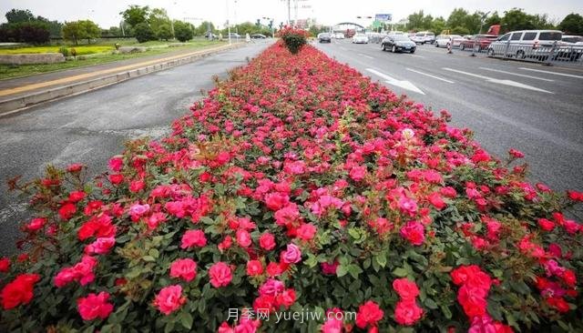 淮安初夏，從一場(chǎng)驚艷的月季花海開始！(圖7)