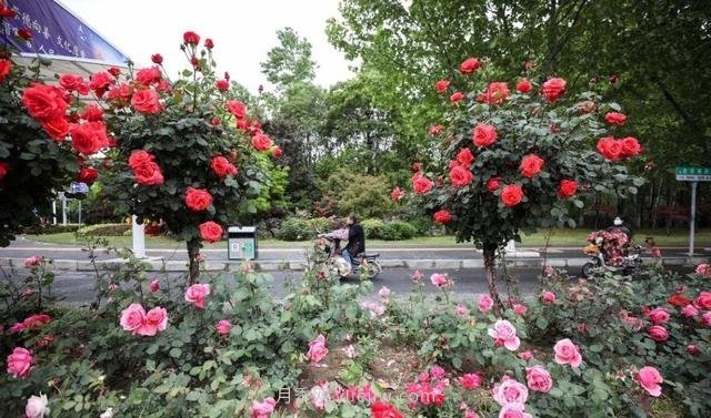 淮安初夏，從一場(chǎng)驚艷的月季花海開始！(圖8)
