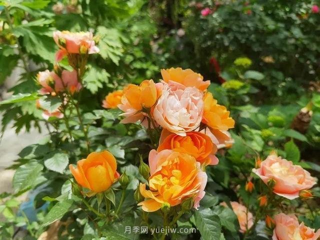 淮安初夏，從一場(chǎng)驚艷的月季花海開始！(圖10)