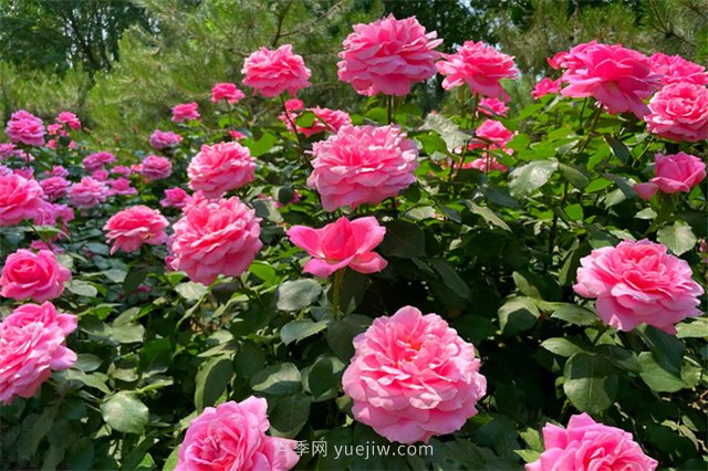 淮安初夏，從一場(chǎng)驚艷的月季花海開始！(圖9)