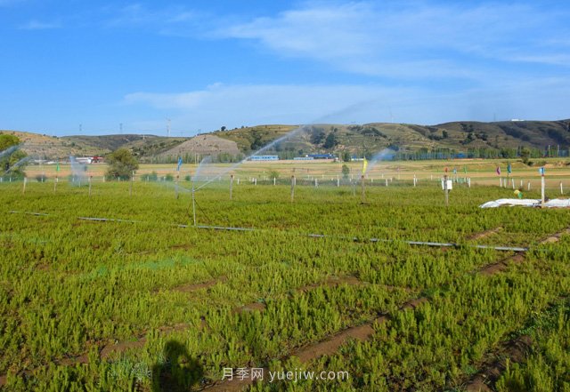 管涔山林局：科學優(yōu)化苗木結(jié)構(gòu) 全力培育良種壯苗(圖1)