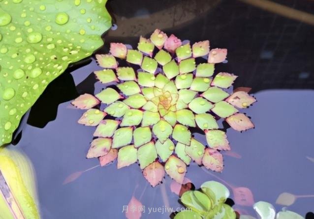 不同類(lèi)型的水生植物種植密度如何做(圖1)