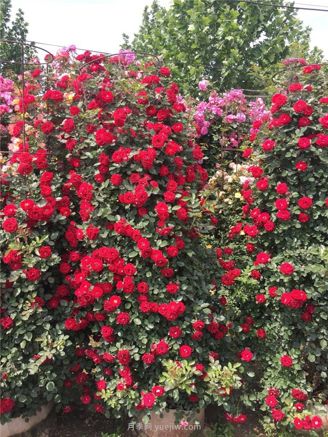 造型月季，月季花柱批發(fā)(圖2)
