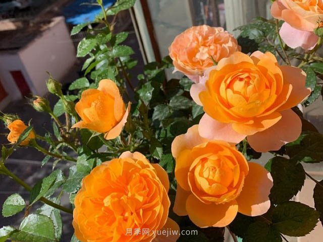 推薦適合夏天養(yǎng)的5種月季花，花量大不怕曬(圖2)