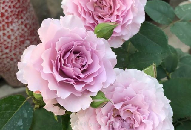 推薦適合夏天養(yǎng)的5種月季花，花量大不怕曬(圖5)