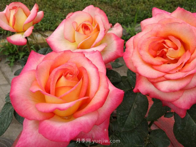 彩云月季，優(yōu)秀灌木大花月季，四季開(kāi)花庭院必養(yǎng)(圖3)