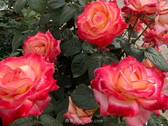 彩云月季，優(yōu)秀灌木大花月季，四季開(kāi)花庭院必養(yǎng)(圖2)
