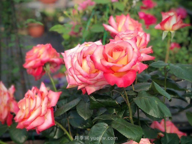 彩云月季，優(yōu)秀灌木大花月季，四季開(kāi)花庭院必養(yǎng)(圖1)