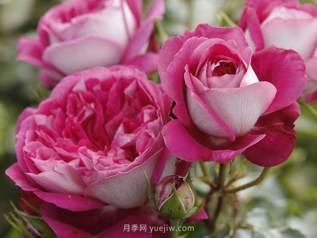 美心月季，古典月季和現(xiàn)代風(fēng)格的創(chuàng)造性結(jié)合(圖1)