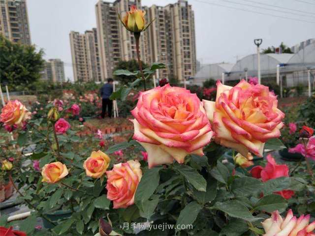 田園綜合體是什么？搞什么？怎么搞？(圖1)
