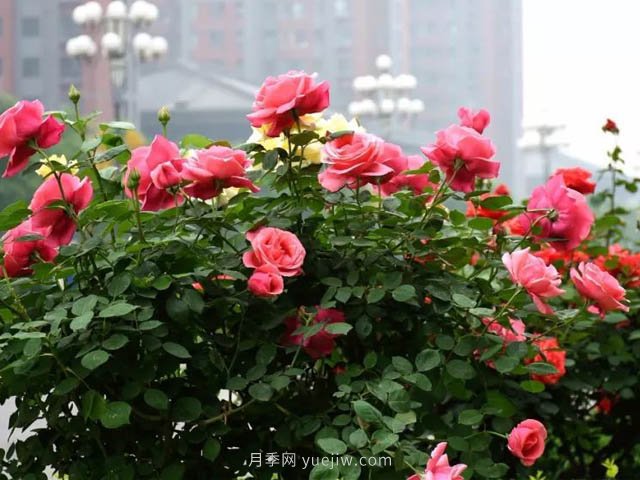 夏季苗木容易出現(xiàn)日灼現(xiàn)象？如何才能進行預(yù)防？(圖2)