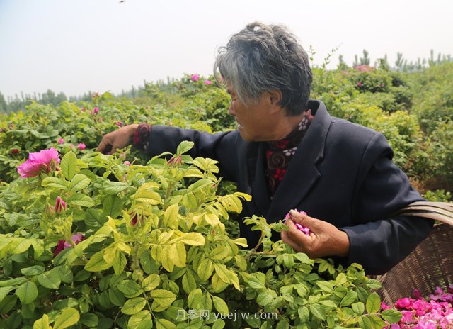 新鄉(xiāng)輝縣：繽紛玫瑰撲鼻香 幸?；ㄩ_富老鄉(xiāng)(圖1)