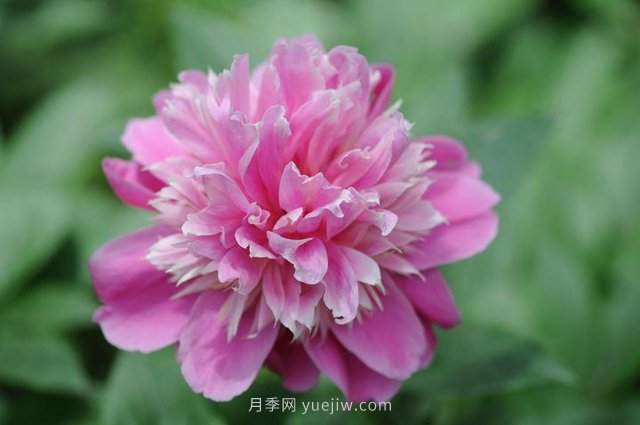 林下耐陰的中藥材有哪些？推薦4種(圖1)