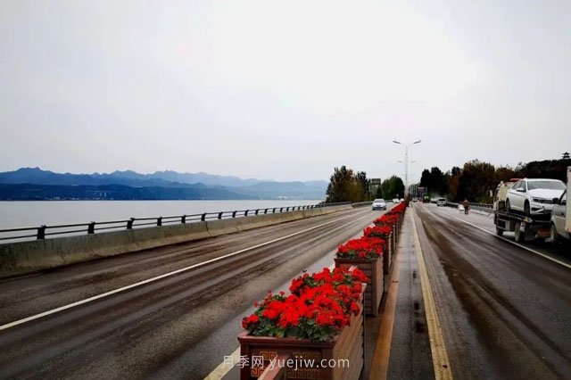 洛陽嵩縣月季美化，使公路變成了靚麗的風(fēng)景線(圖2)