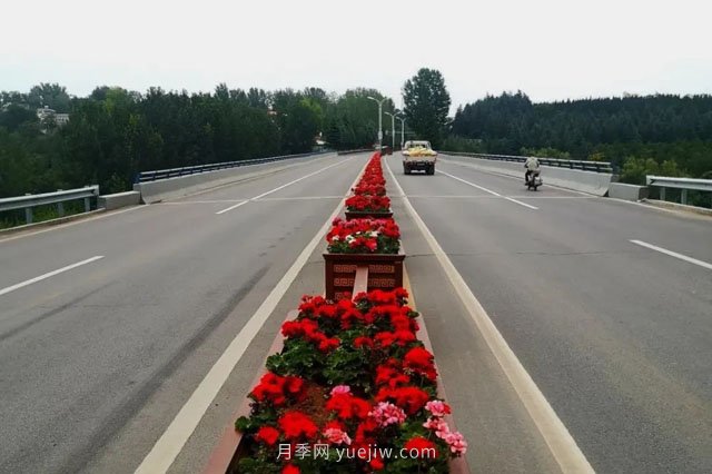 洛陽嵩縣月季美化，使公路變成了靚麗的風(fēng)景線(圖1)