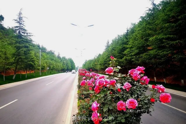 洛陽嵩縣月季美化，使公路變成了靚麗的風(fēng)景線(圖3)