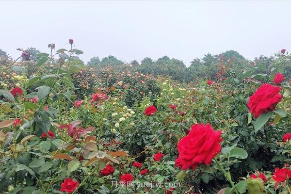 打卡南陽這片月季花海 看“花經(jīng)濟(jì)”撬動(dòng)城市新發(fā)展(圖1)