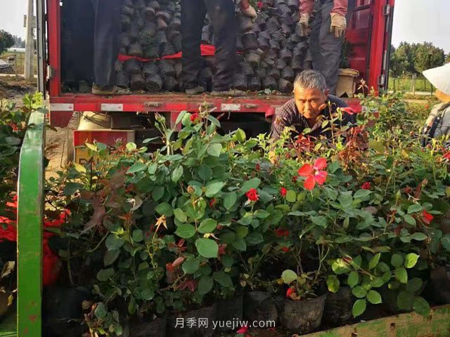 夏季工程綠化不適合種月季苗！不存在！做好5點成活率不用擔(dān)心(圖2)