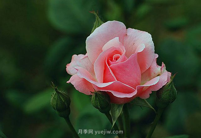 月季花需要在什么時候扦插？扦插的辦法有哪些？(圖1)