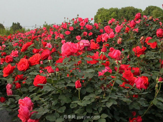 種植月季花使用什么土壤比較合適？(圖1)