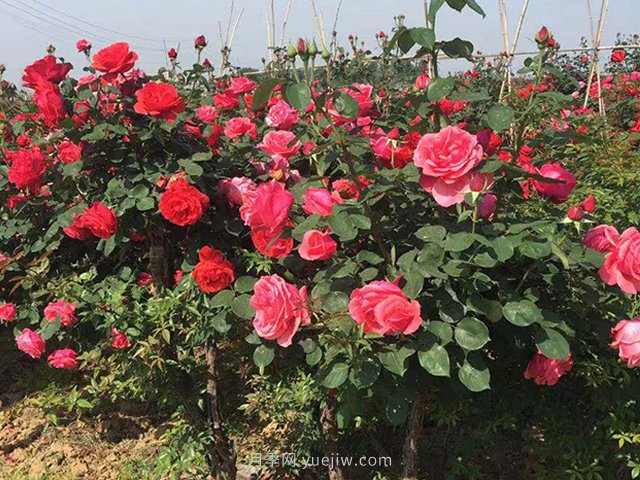 從養(yǎng)護(hù)月季花的三大方面出發(fā)談?wù)剬?duì)它的管理(圖1)