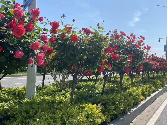 河南樹(shù)狀月季適合的移植時(shí)間(圖1)