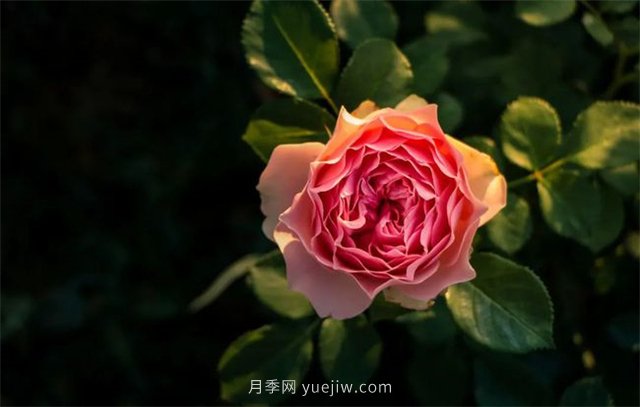 昆明李淑斌深山搞科研，為晉寧月季插“芯片”(圖1)