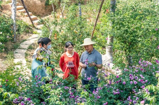 昆明李淑斌深山搞科研，為晉寧月季插“芯片”(圖3)