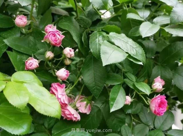 天狼家胭脂扣月季，花友反饋很贊(圖2)