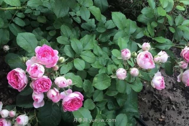 天狼家胭脂扣月季，花友反饋很贊(圖3)