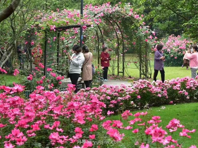 夏天月季花要虐著養(yǎng)，才能催花爆筍快(圖1)