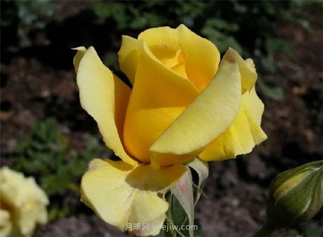 北京街頭萬千姿態(tài)的月季花，你喜歡哪一個(gè)(圖2)