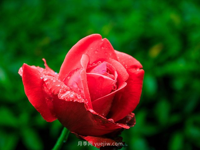 月季花可以放在室內(nèi)養(yǎng)嗎？(圖1)