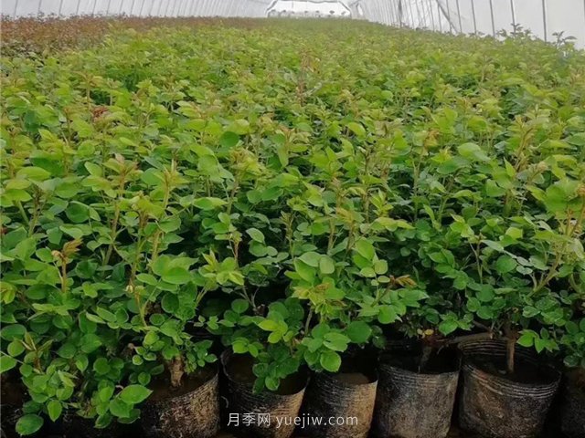 扦插的南陽月季多久會開花？(圖1)