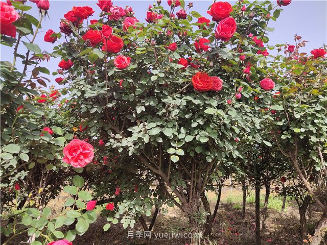 樹狀月季從有花苞到開花需要多久？(圖1)
