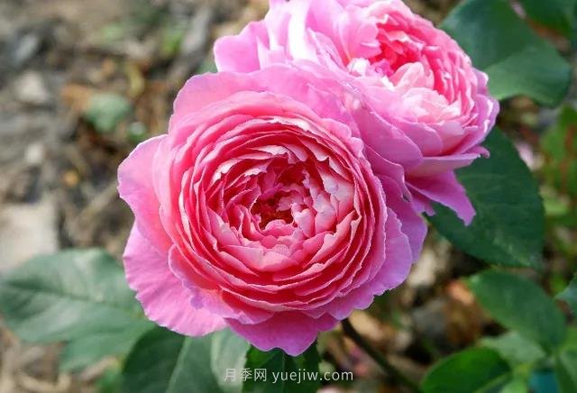 夏季月季如何保持開(kāi)花？除了澆水，還需做好3件事(圖1)