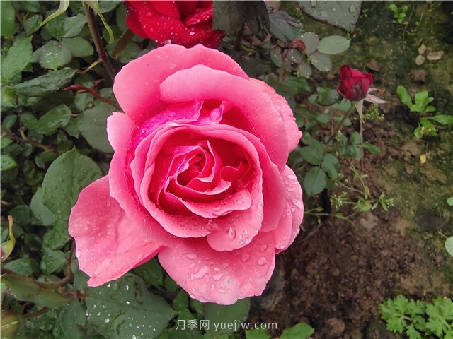 春夏秋冬月季種植指南，月季什么時(shí)候種植***好對(duì)比(圖1)