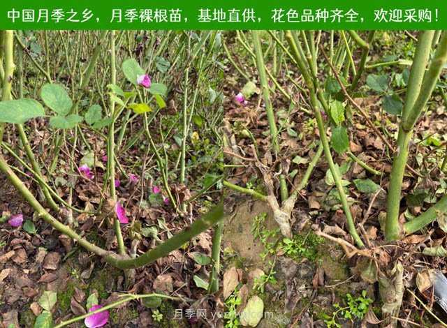 春夏秋冬月季種植指南，月季什么時(shí)候種植***好對(duì)比(圖2)