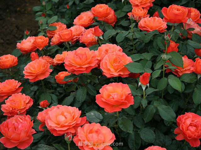 春夏秋冬月季種植指南，月季什么時(shí)候種植***好對(duì)比(圖3)