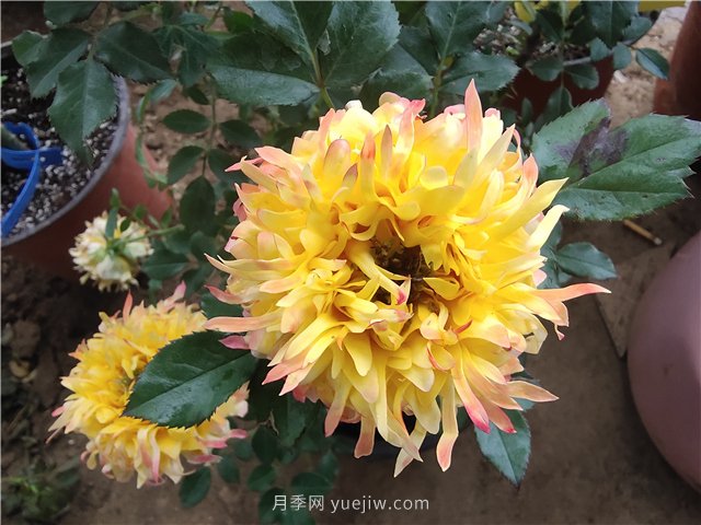 月季產(chǎn)地在哪？月季品種有哪些代表品類？(圖1)