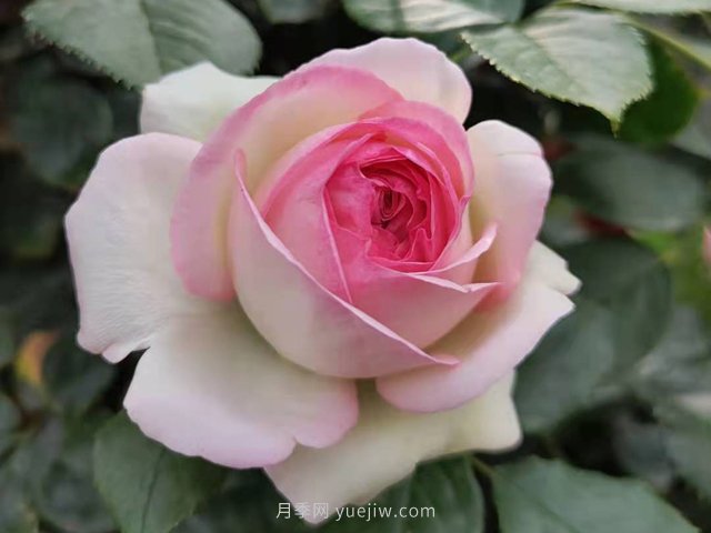 月季花的種類非常多，哪一種月季花好養(yǎng)活？推薦5個(gè)品種(圖2)