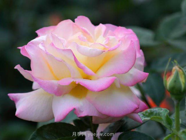6種花卉入手有“黃金時(shí)間”，別選錯(cuò)(圖1)