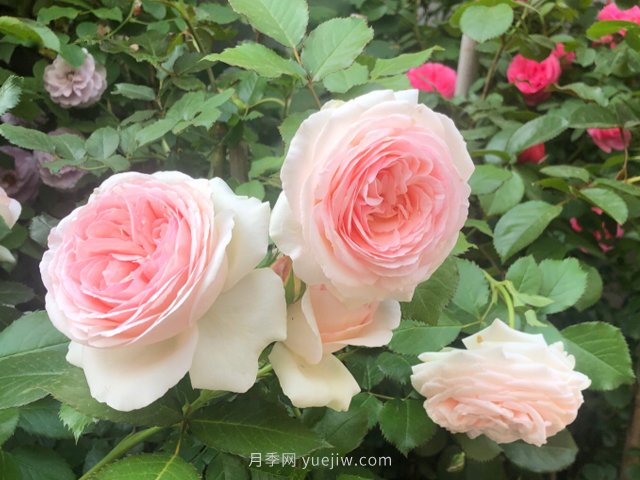 有沒有月季大神，集齊這10種顏色的月季花(圖4)