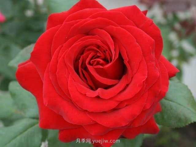 有沒有月季大神，集齊這10種顏色的月季花(圖1)