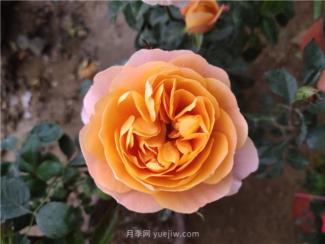 有沒有月季大神，集齊這10種顏色的月季花(圖2)