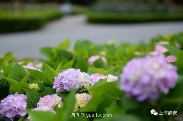 上海靜安區(qū)白遺橋公園5000余株月季盛放！位置在這(圖4)