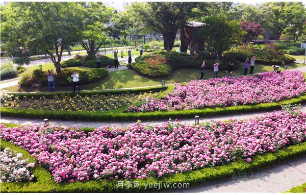 上海靜安區(qū)白遺橋公園5000余株月季盛放！位置在這(圖3)