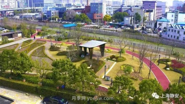 上海靜安區(qū)白遺橋公園5000余株月季盛放！位置在這(圖5)