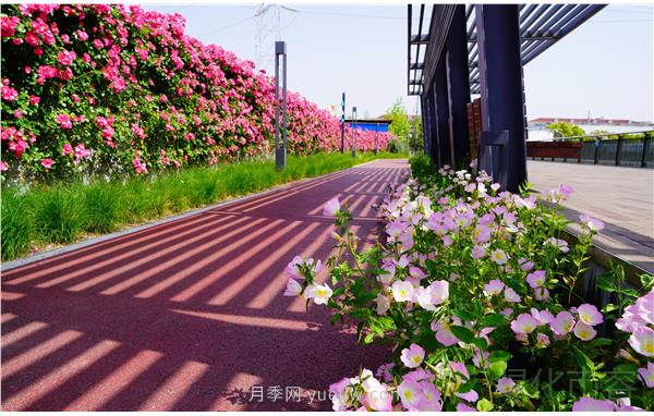 上海靜安區(qū)白遺橋公園5000余株月季盛放！位置在這(圖2)